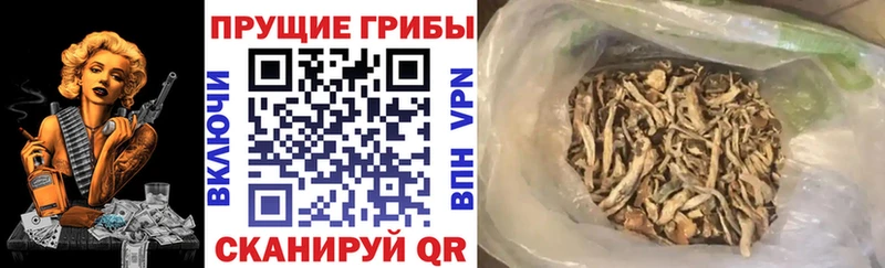 Купить где  Архангельск  Псилоцибиновые грибы ЛСД 